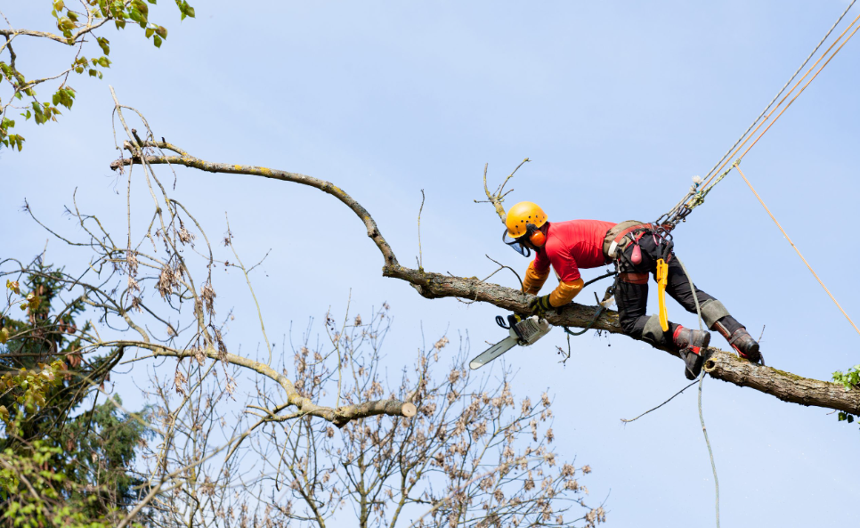 arborist in Skennars Head