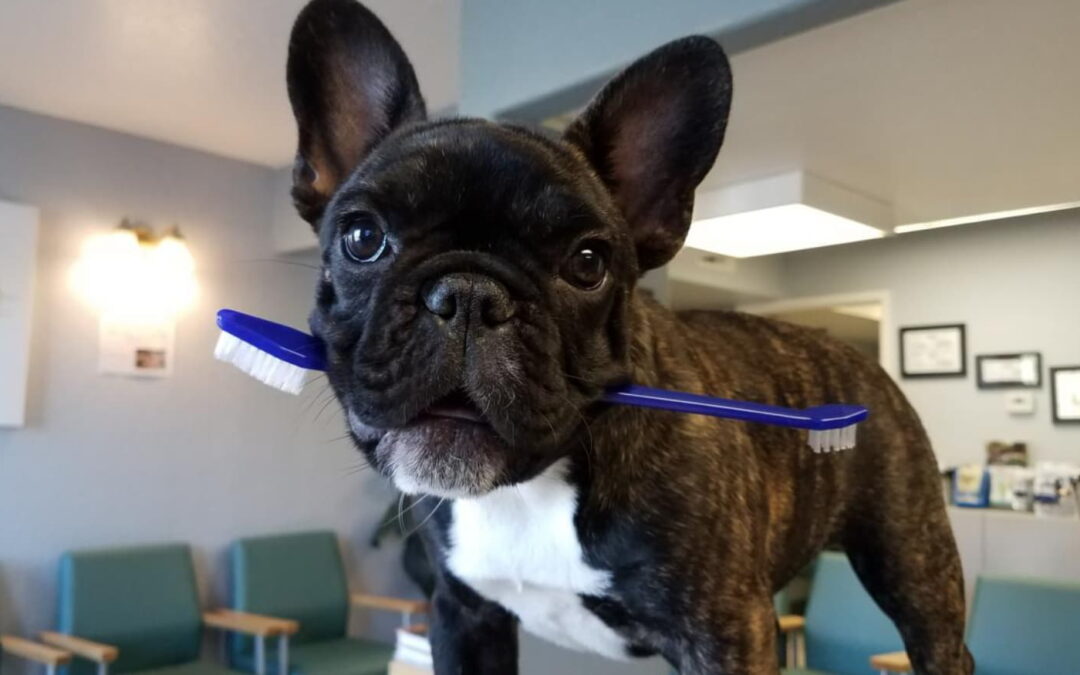 How to Get the Most Out of Dunwoody, GA Animal Dental Services?