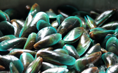 Delectable Ways to Enjoy Green-Lipped Mussels in NZ Straight from the Wholesale Farm