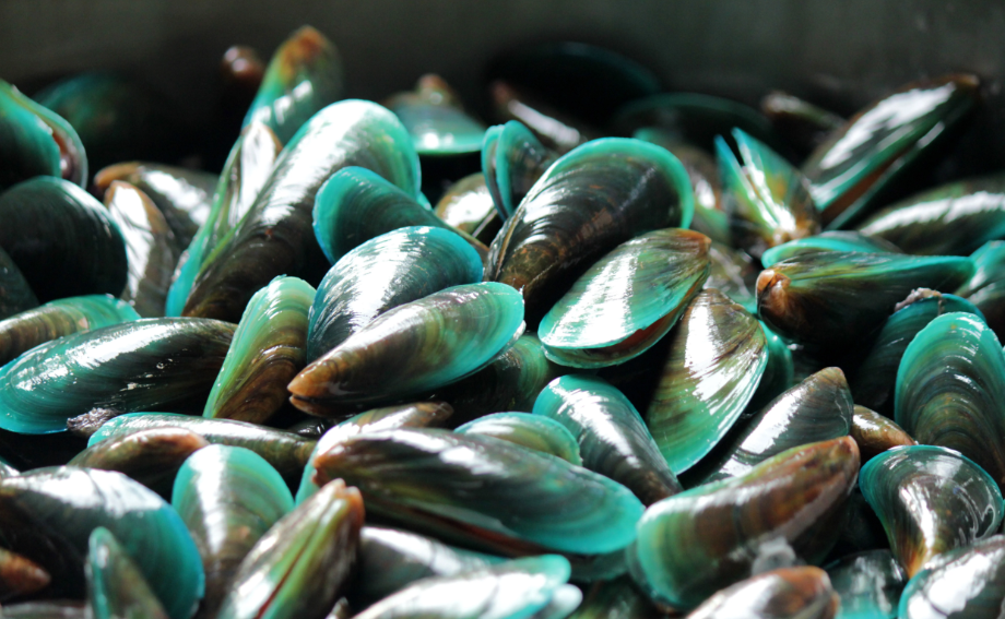 Green-Lipped Mussels in NZ