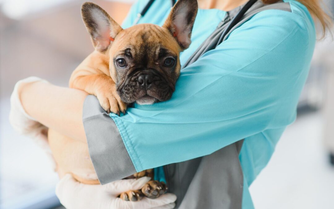 Why Animal Urgent Care in Dunwoody is Essential for Pet Health